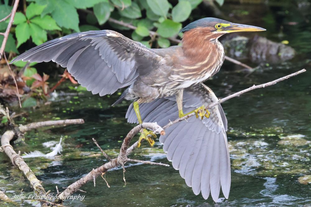 A green heron balances lands on a branch in a stream, wings spread after landing. 