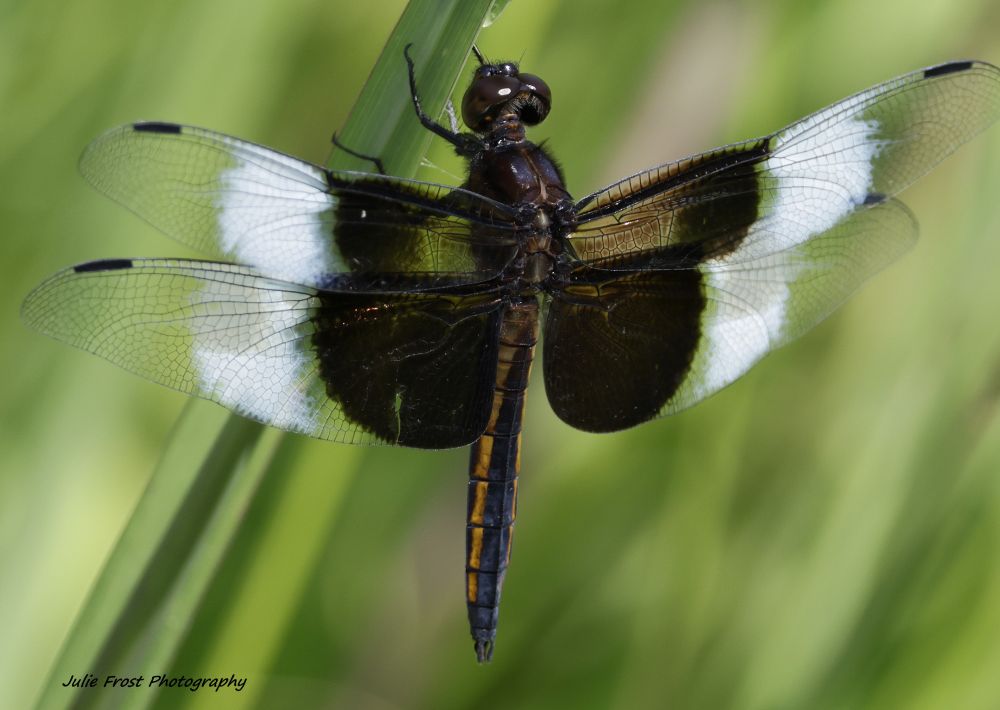 Top view of a widow skimmer dragonfly against a blurred green background. The white patches suggest this is an adult male. 