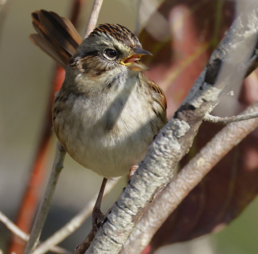 A swamp sparrow perched on a branch, its beak open exposing its tongue. 