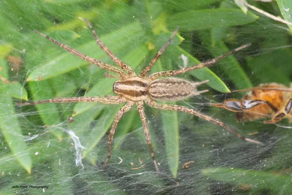 A grass spider in its web above green grass blades. 