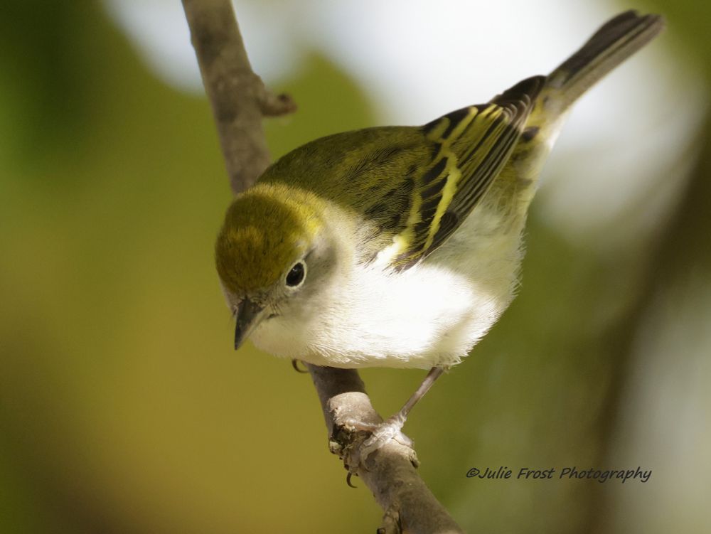 A chestnut-sided warbler perched on a branch and looking downward. 