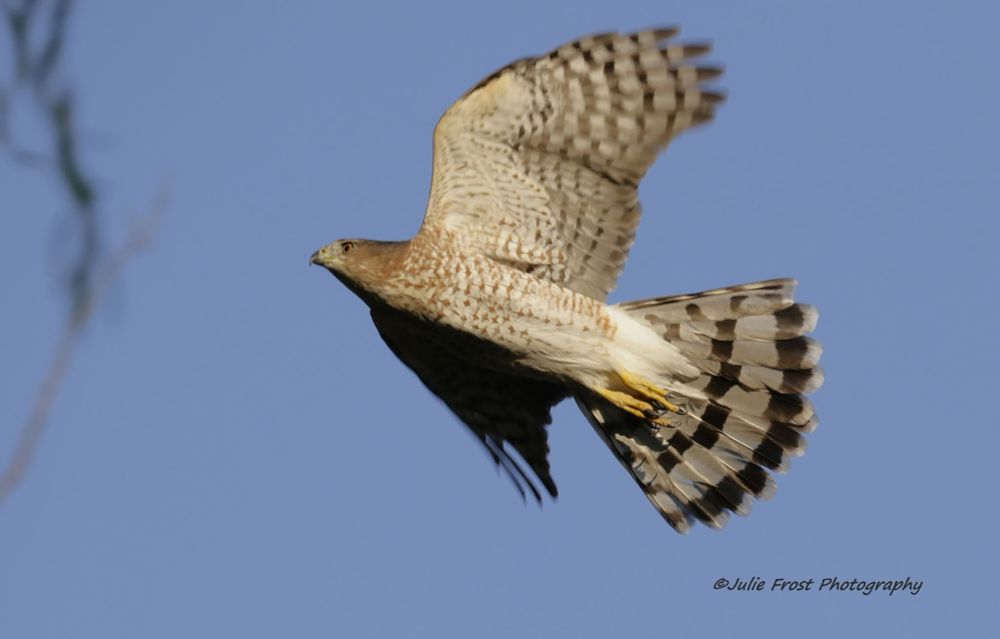 A Cooper’s hawk in flight, its banded tail spread. 