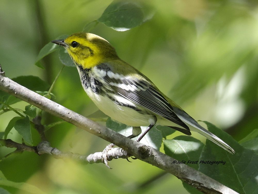 Black-throated green warbler