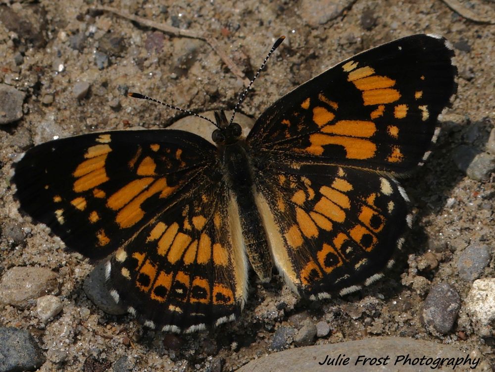 A silvery checkerspot butterfly, wings spread open, sits on a dirt trail. 