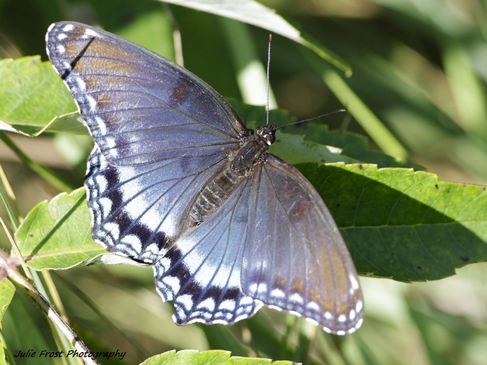 A butterfly, ID unknown, soaking in the sun. 