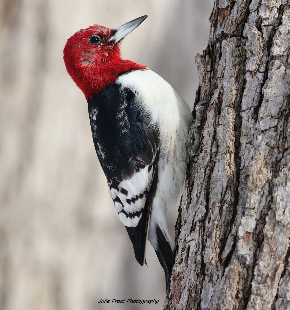 A juvenile red-headed woodpecker on the side of a tree trunk. 