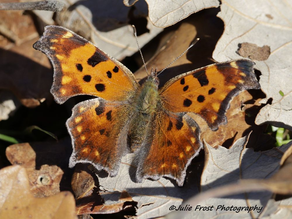 An Eastern comma butterfly, wings spread to capture the fall sunshine, sits on a leaf-covered path. 