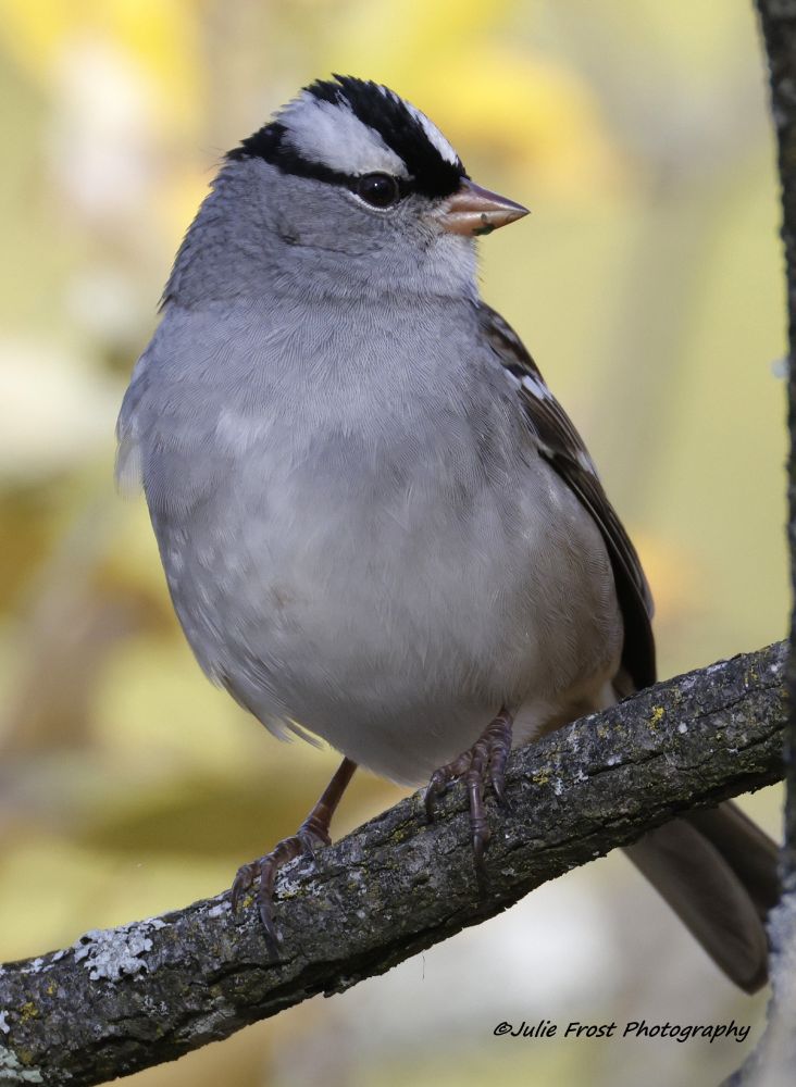 Male white-crowned warbler, with its distinctive black and white head. 