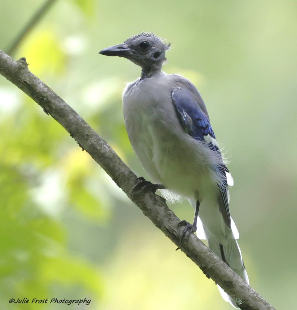 No birds were harmed in this photo! A blue jay sits on a branch. Its lack of head feathers indicates it is going though a very normal seasonal molt. 
