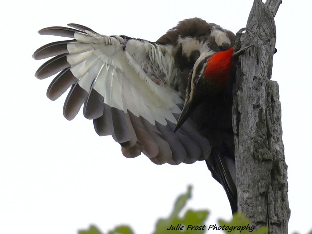 A pileated woodpecker preening, one wing extended. 