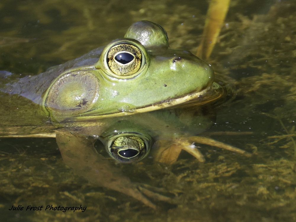 A bullfrog in shallow water, with a mirror-like reflection. 