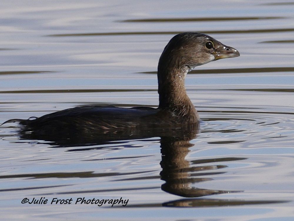 A pie-billed grebe surfaces from a dive, water slightly rippled, distorting its reflection. 