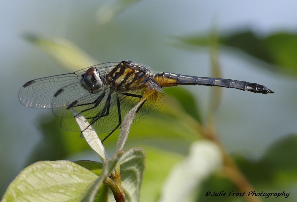 A blue dasher dragonfly inside profile.