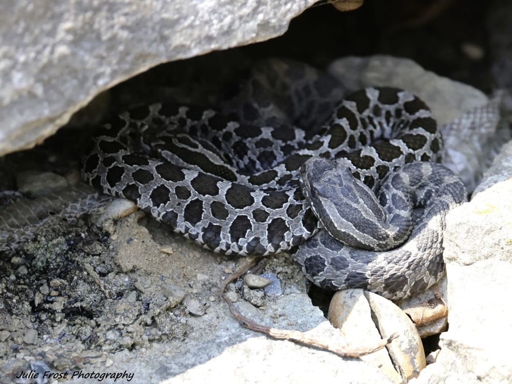 An Eastern Massasauga rattlesnake coiled under a shallow rock overhang. Photo taken from a safe and respectful distance. 