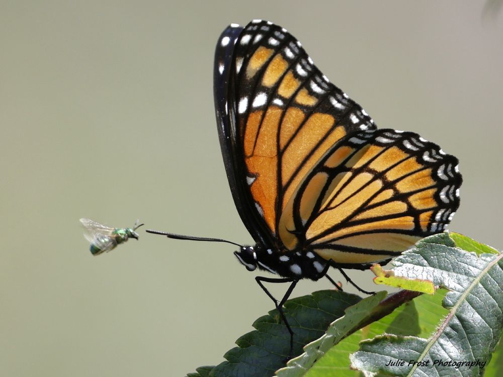 A sweat bee "buzzes" a Monarch butterfly as it sits in the sun on a green leaf. 