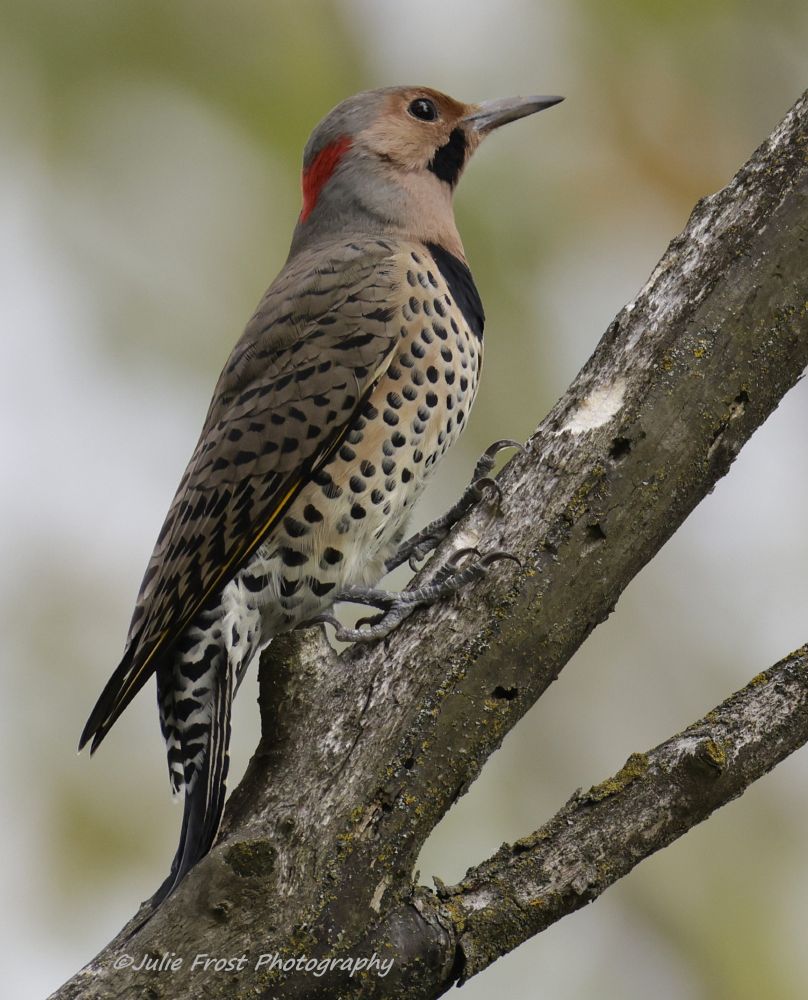 A Northern Flicker perched on a thick branch. It has a spotted belly and a black crescent bib on its chest and red patch on the back of its head. The black facial stripe under its bill indicates this is a male. 