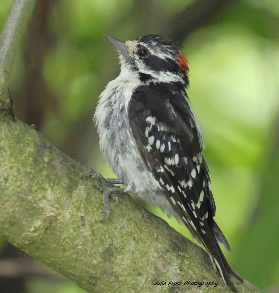 Downy woodpecker