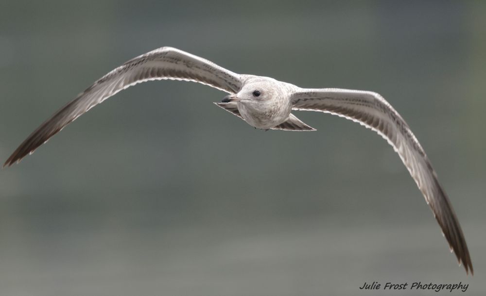 A ring-billed gull in flight. 