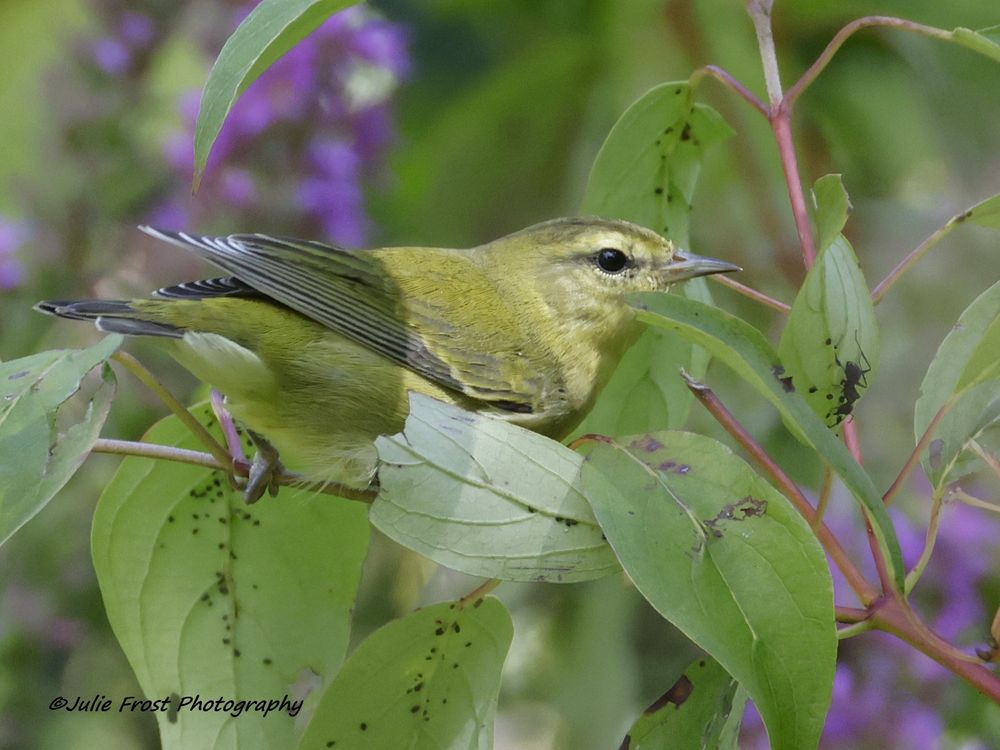 Tennessee warbler
