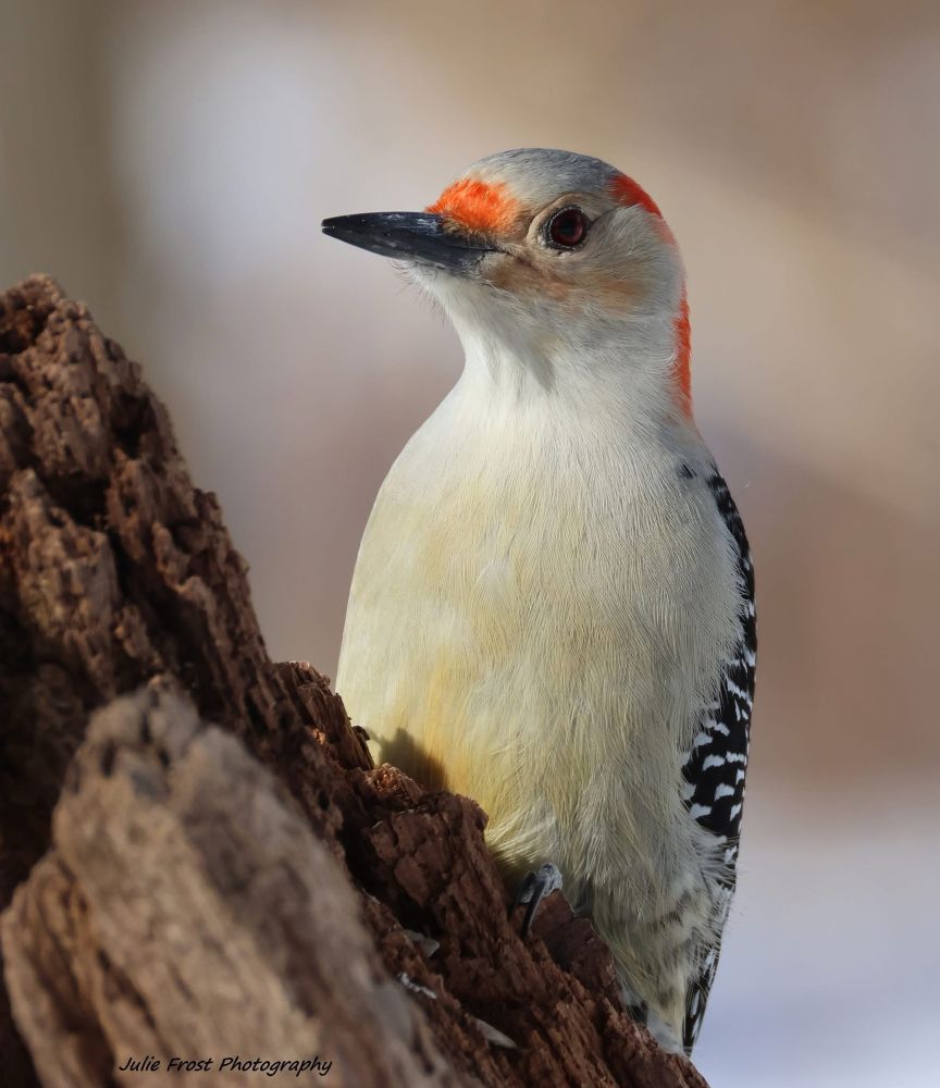 A female red-bellied woodpecker peering up from behind a log. 