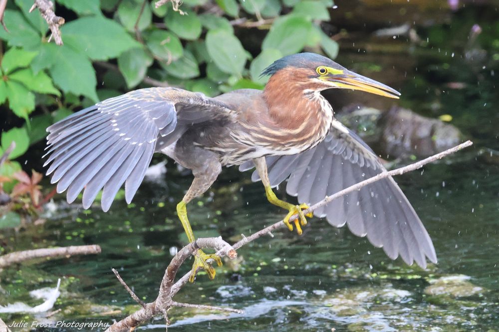 A green heron lands on a branch in a stream, wings spread and water droplets sprayed. 