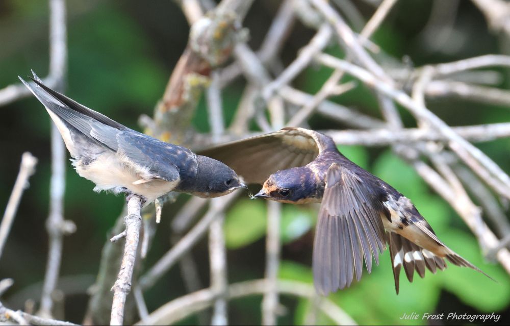 An adult barn swallow approaches a fledgling which is perched on a branch, body outstretched and ready to receive an insect. 