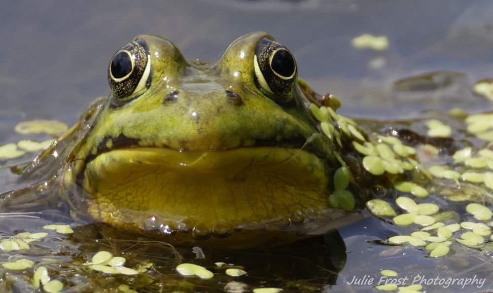 A green frog, partially submerged in a pond, looks directly into the camera. 