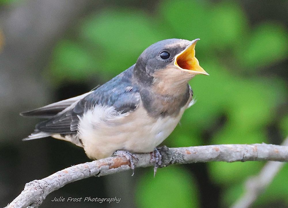 A young barn swallow leans forward from its perch on a branch, be wide open in anticipation of an insect about to be delivered by its (out-of-frame) parent. 