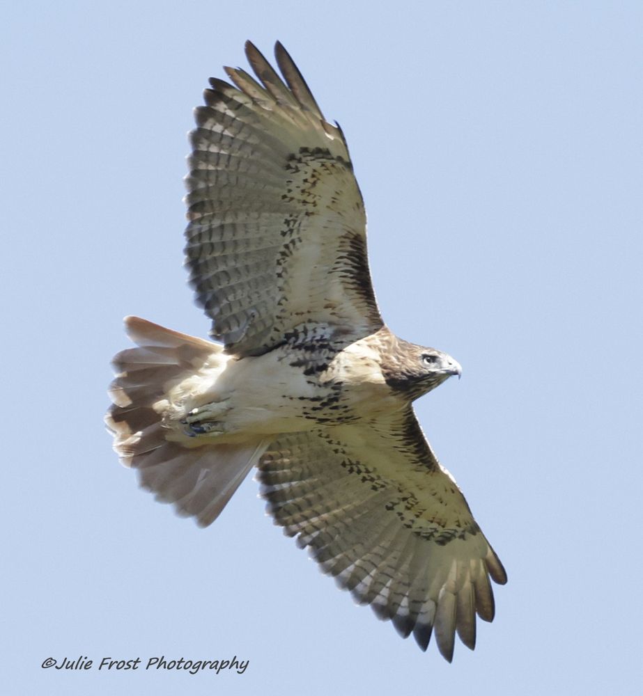 A red-tailed hawk viewed from below as it soars, wings spread. The background is a pale blue sky. 