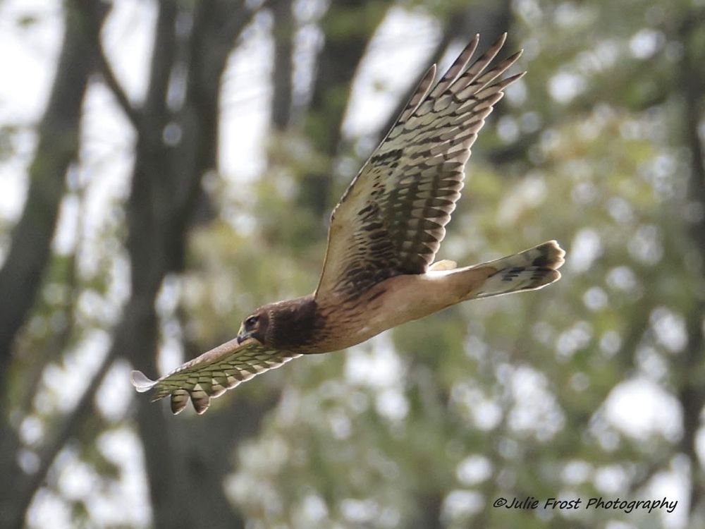A northern harrier, or marsh hawk, in flight. 