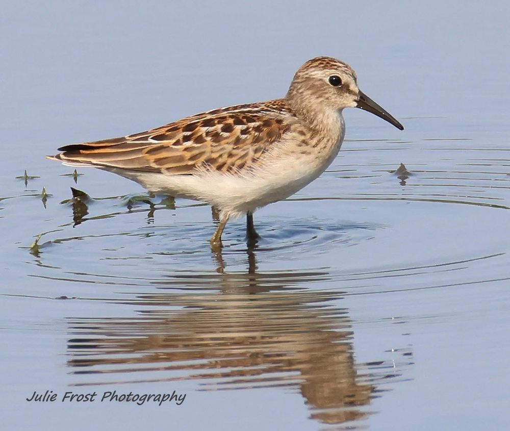 A least sandpiper, the smaller shorebird in the world, standing in shallow water. 