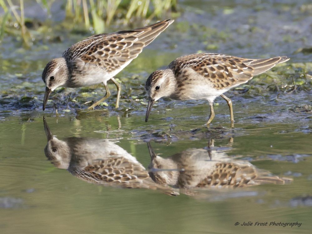 Two least sandpipers stand in shallow water, beaks approaching the surface of the water. 