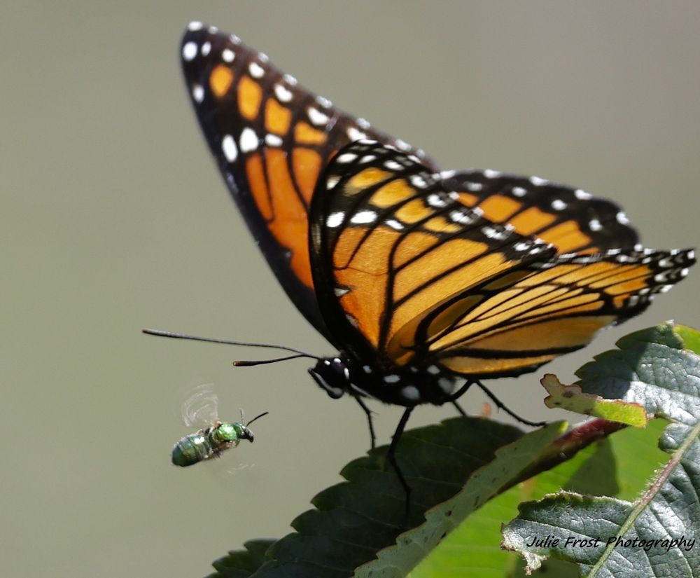 A sweat bee "buzzes" a Monarch butterfly as it sits in the sun on a green leaf. 