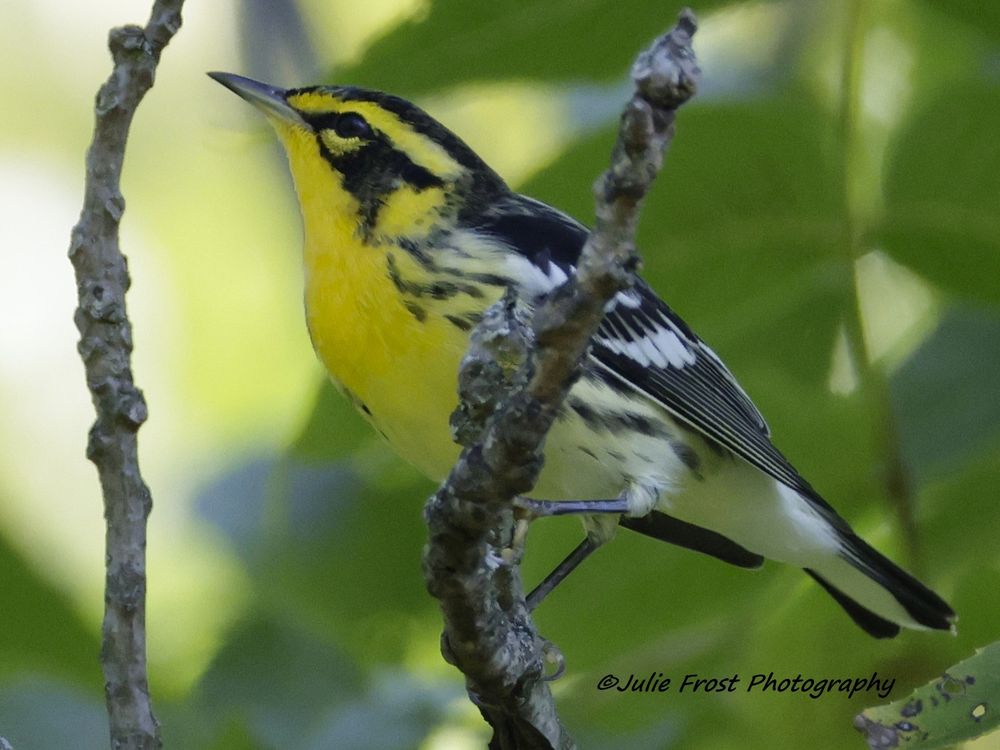 Blackburnian warbler