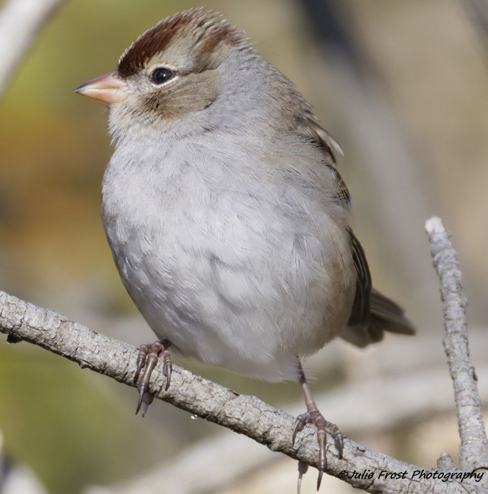 Female white-crowned sparrow, shades of beige and brown. 