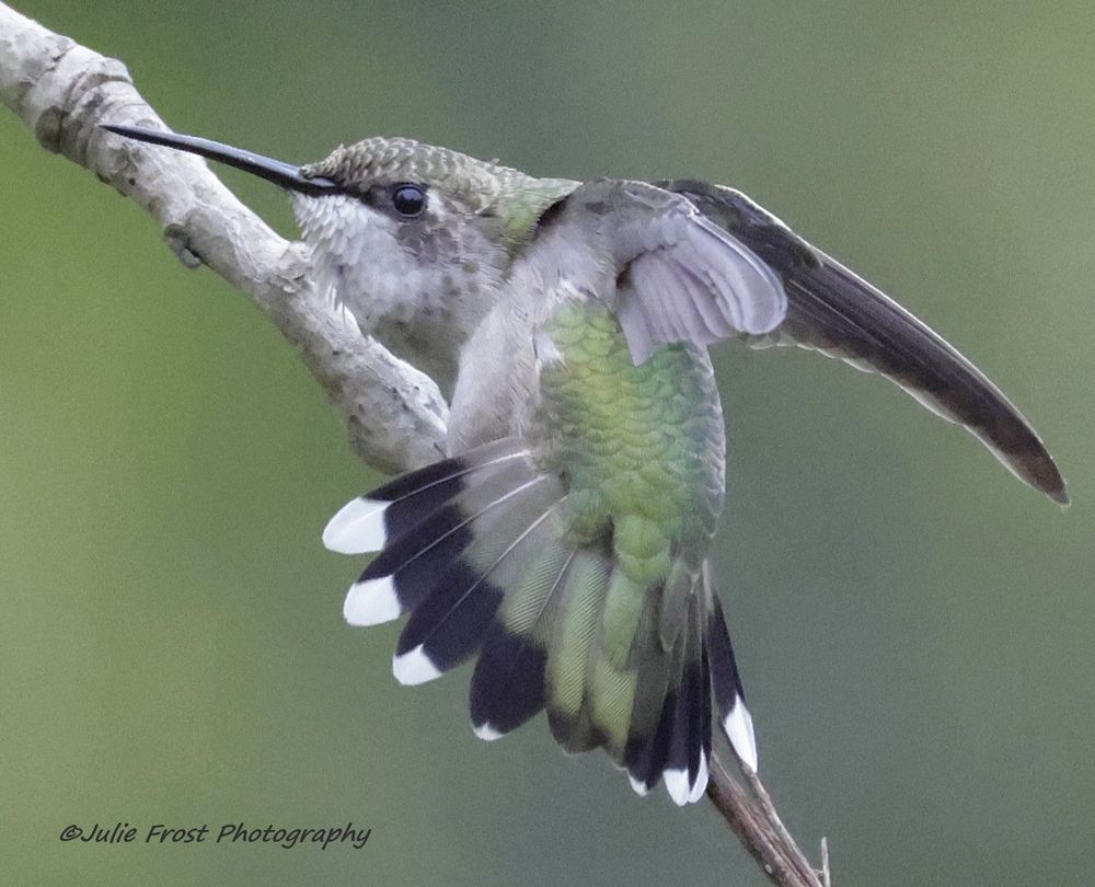 A ruby-throated hummingbird is perched on a branch with its wings back and tail feathers fanned. 