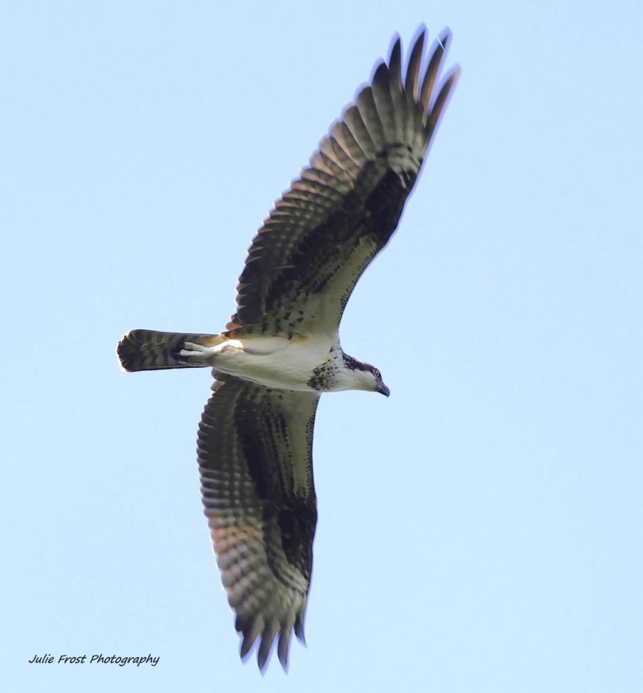An osprey, wings fully spread, soars overhead in a cloudless sky. 