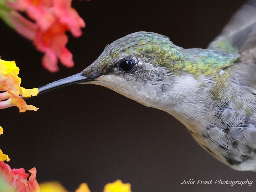 Side view of a ruby-throated hummingbird at a brightly colored lantana flower against a black background. 