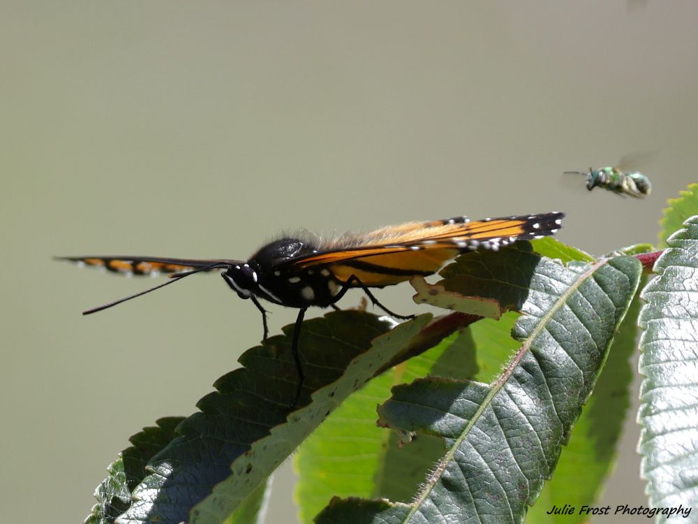 A sweat bee approaches a Monarch butterfly as it sits in the sun on a green leaf. 