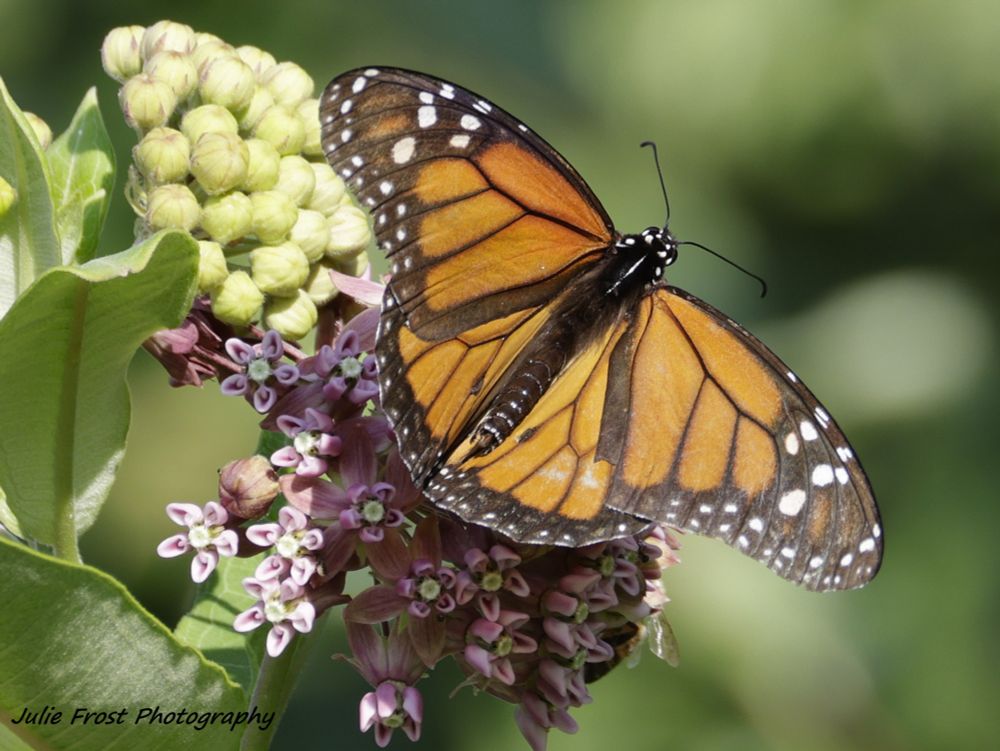 A Monarch butterfly, wings spread open in the sun, sits on oink flowers. 