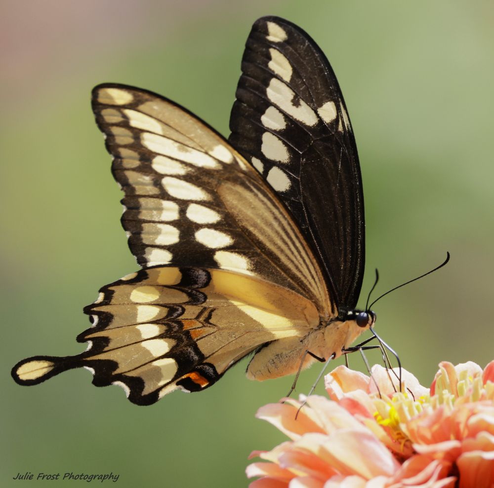 A giant swallowtail butterfly on an orange zinnia. 