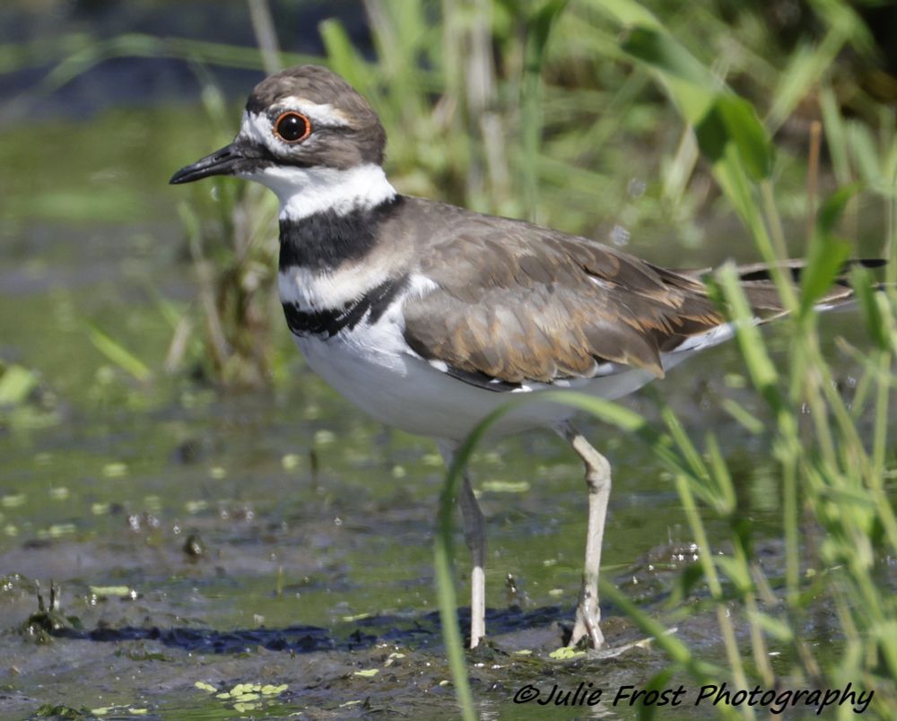 Close up of a killdeer standing in shallow water. 