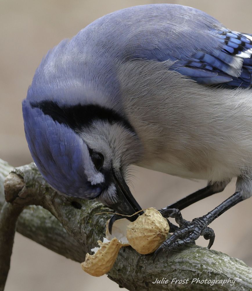 Close up of a blue jay holding a peanut shell, its beak buried inthe shell in search of the last peanut. 