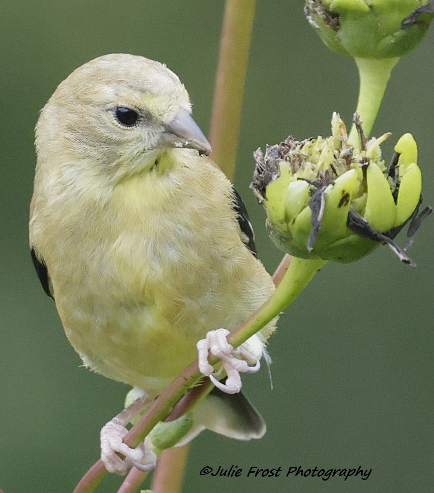 An American goldfinch sits on a flower stem eyeing a bloom gone to seed. 