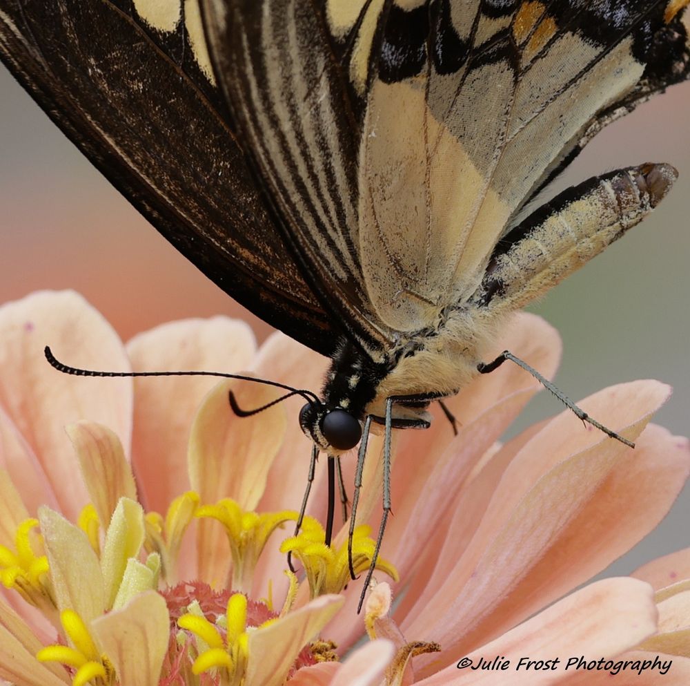 Close up of a A giant swallowtail butterfly on a zinnia. 