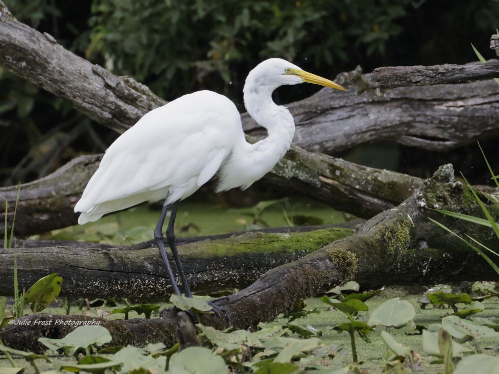 A great egret stands in profile at a shoreline, its white feathers and yellow bill a contrast to muted green foliage and the gray of downed trees in the background. 