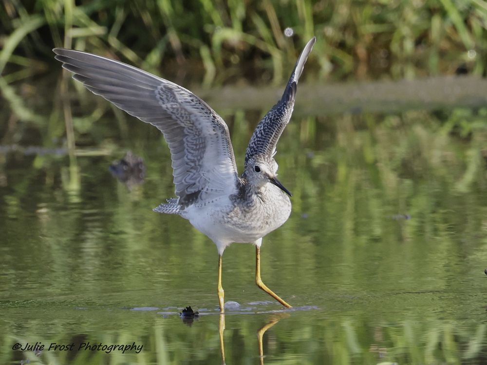 A lesser yellow legs, a shorebird, stands in shallow water with its wings extended upward. 