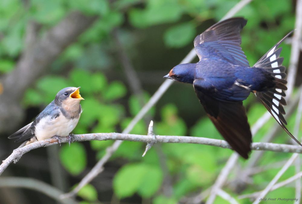 A young barn swallow, mouth agape, sits on a thin branch in anticipation of the adult barn swallow flying into frame to deliver a meal. 