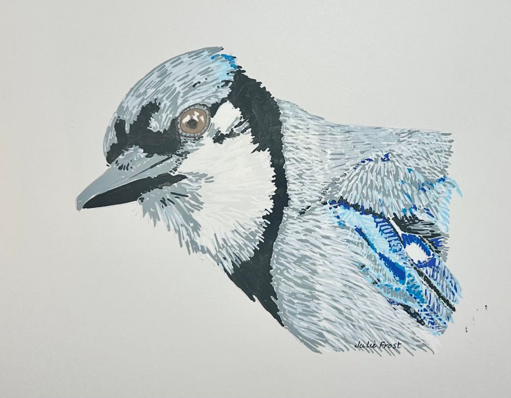 Original art depicting a blue jay. 