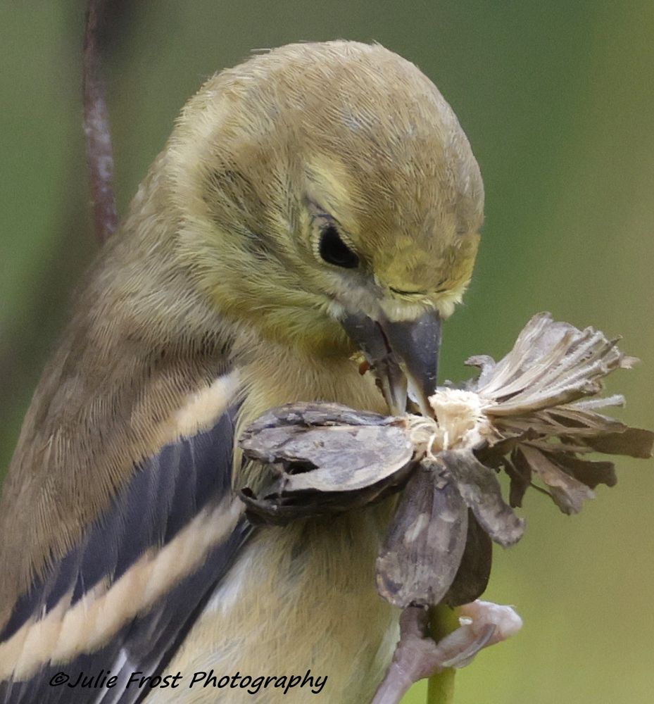 An American goldfinch eating seeds. 